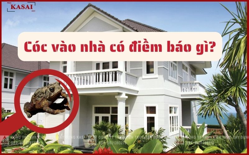 Hình ảnh Cóc vào nhà là điềm báo gì?