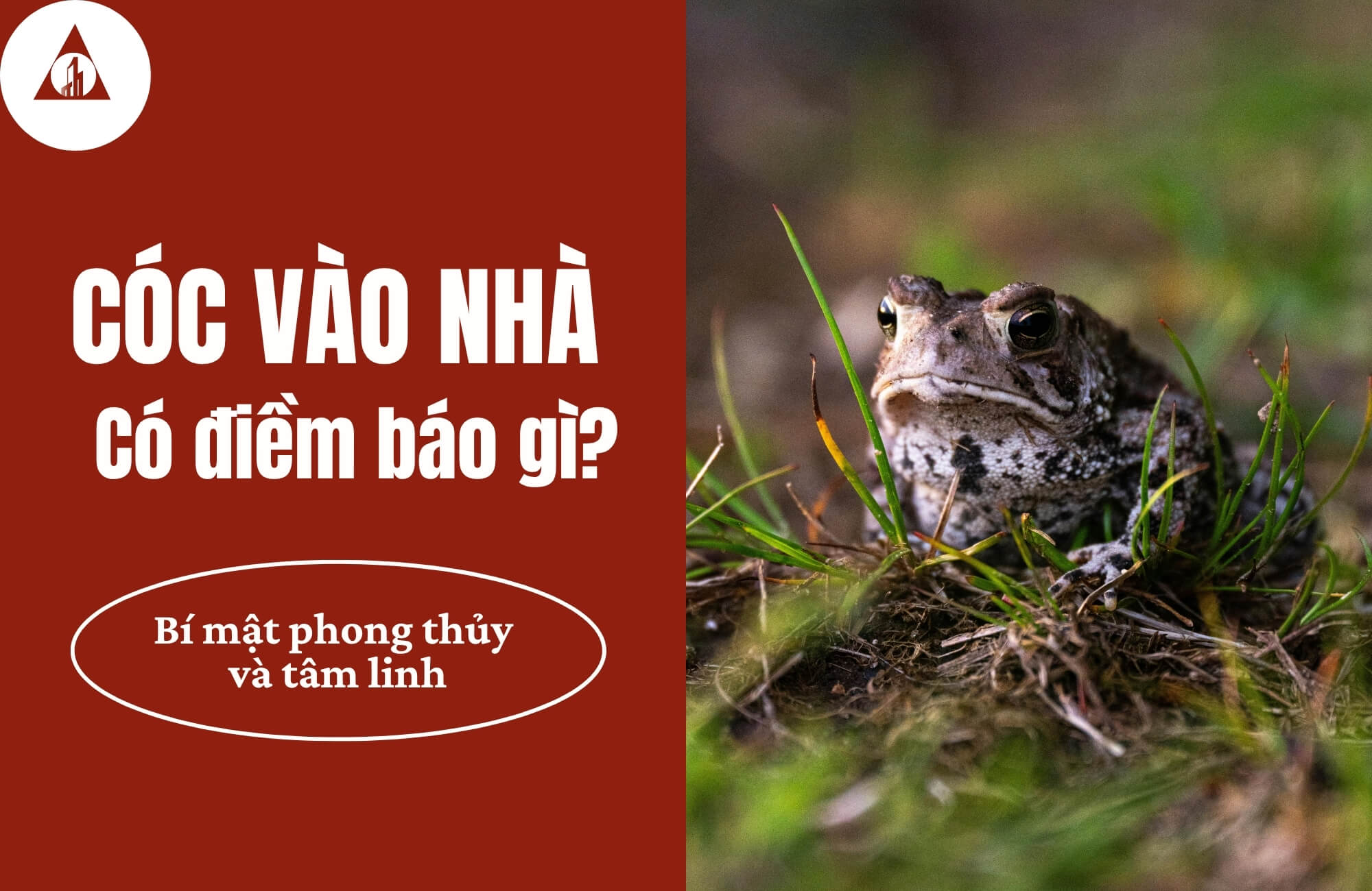 cóc vào nhà có sao không