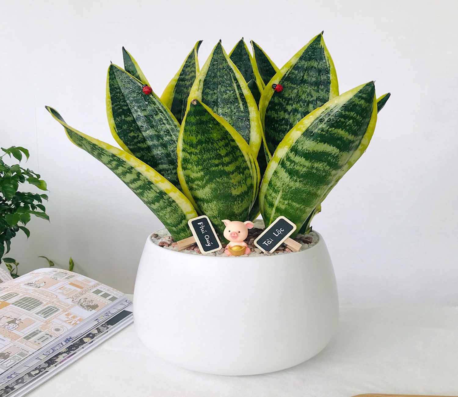 Cây lưỡi hổ phong thủy phòng ngủ