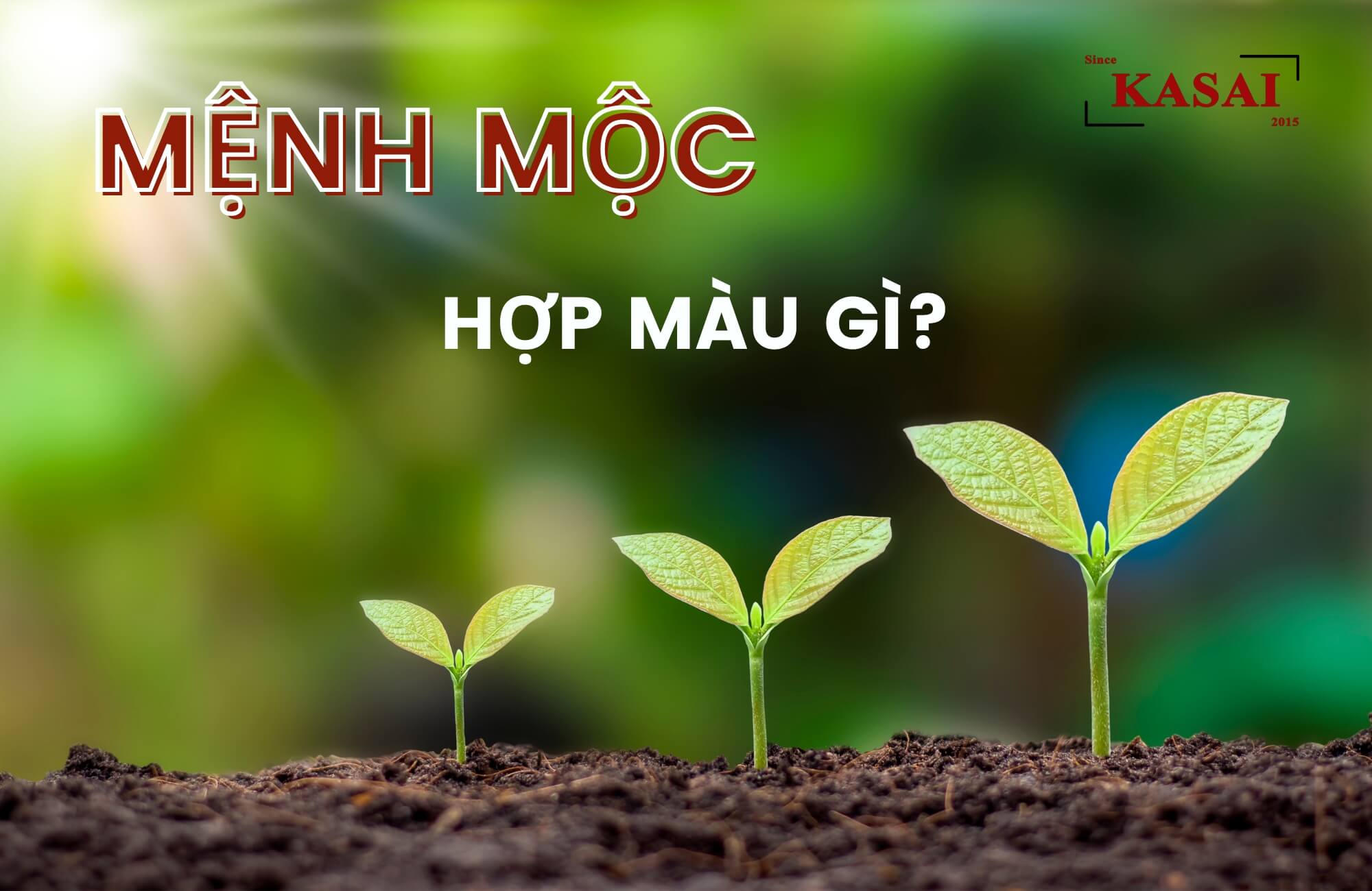Màu sắc hợp mệnh Mộc