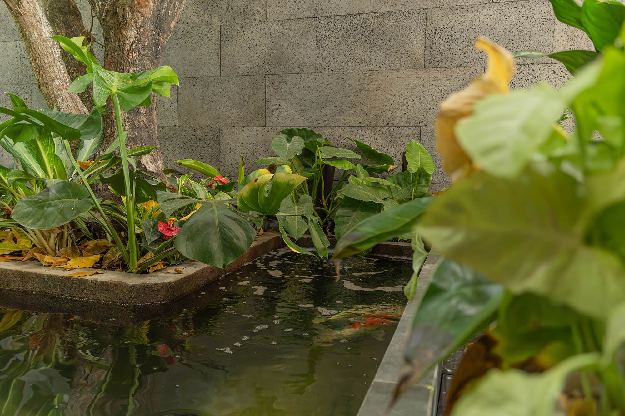Hồ cá giữa nhà