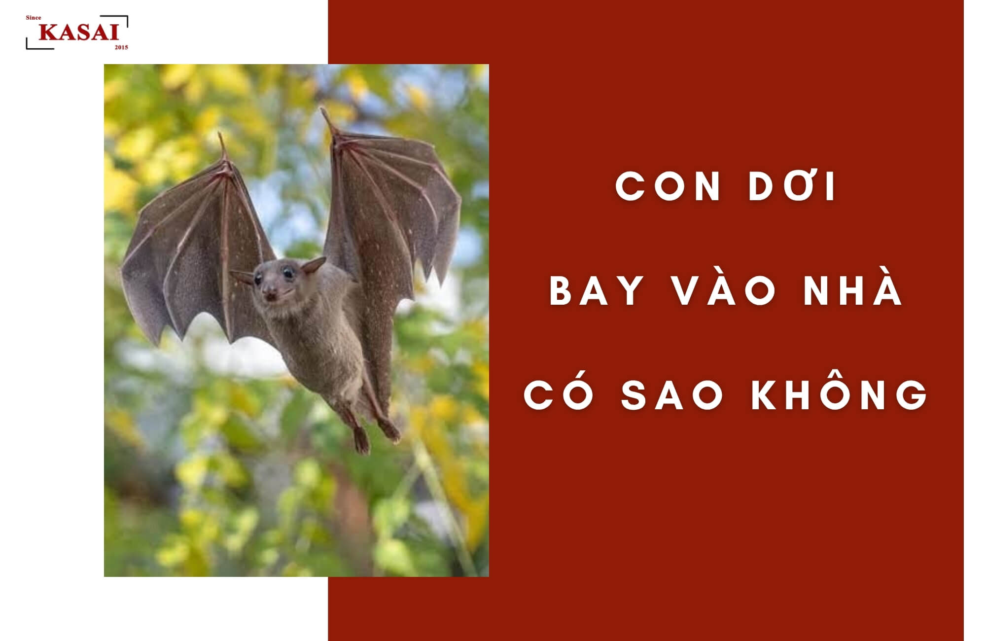 Con dơi bay vào nhà có sao không?