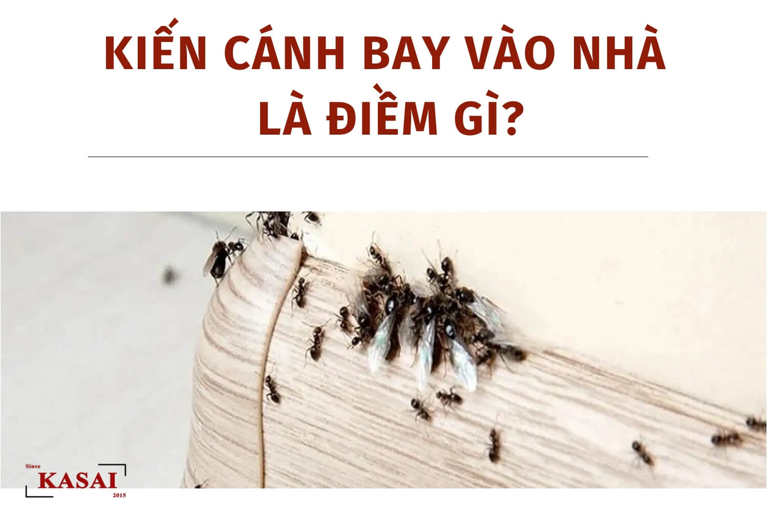Kiến cánh bay vào nhà là điềm gì?
